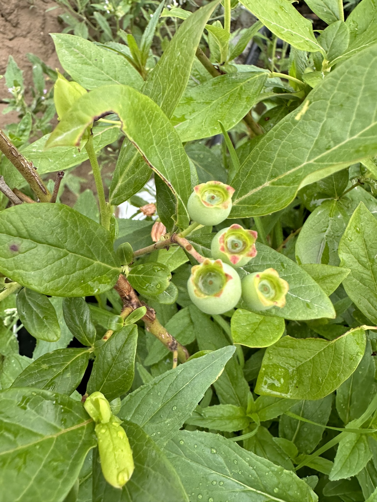 9E9EE705 72BA 4CF0 8A24 B5C9B6FBF887_1_102_o.jpeg