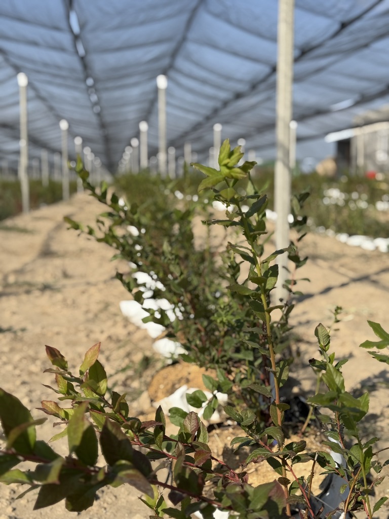 D6BD5CCC 4BFC 412A A864 58D8F10B1A25_1_105_c.jpeg